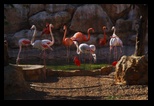 Pafos Zoo -30-05-2017 - Bogdan Balaban